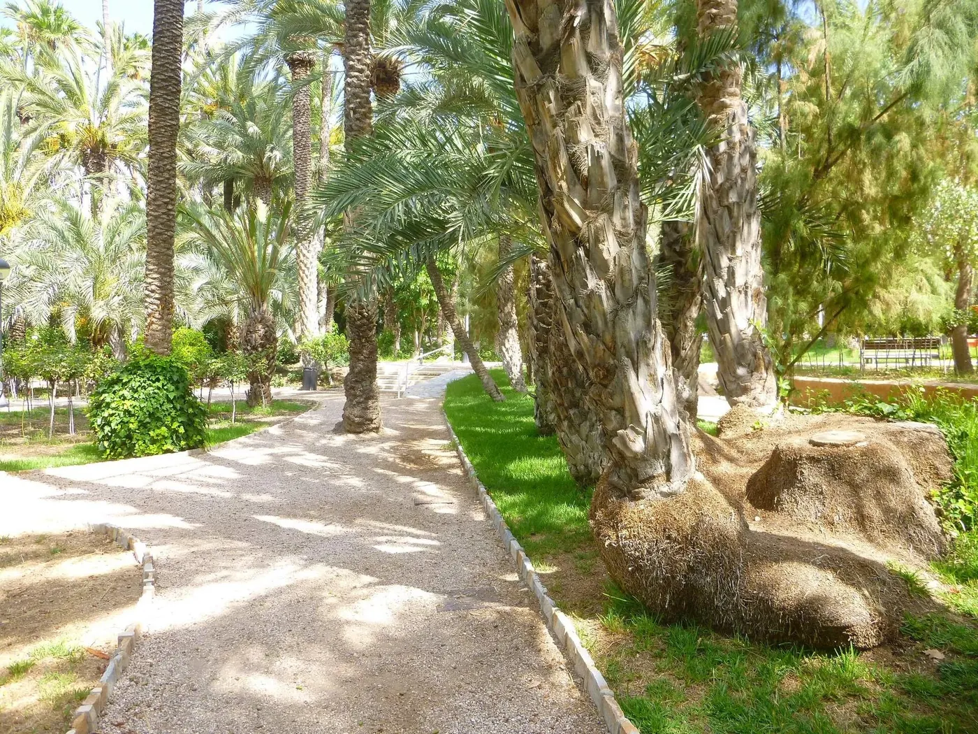 Palmeras del Parque Municipal de Elche